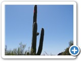 Another saguaro