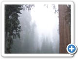 Day 2. 105 degrees at home vs. 60 degrees and foggy in Sequoia Nat. Park. Sequoia wins every time